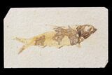 Bargain, Fossil Fish (Knightia) - Wyoming #89158-1